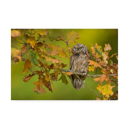 Milan Zygmunt 'Eurasian Scops Owl' Canvas Art,12x19